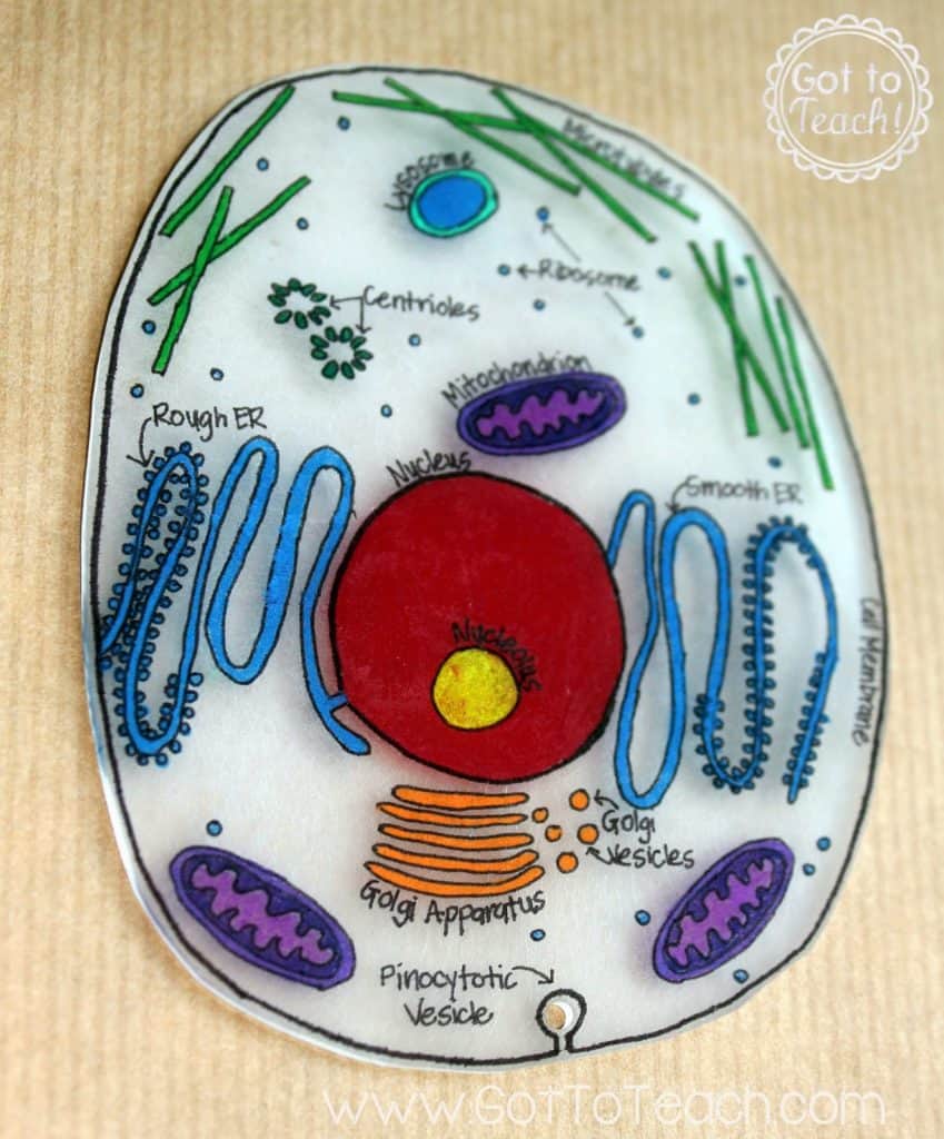 Cell Models 