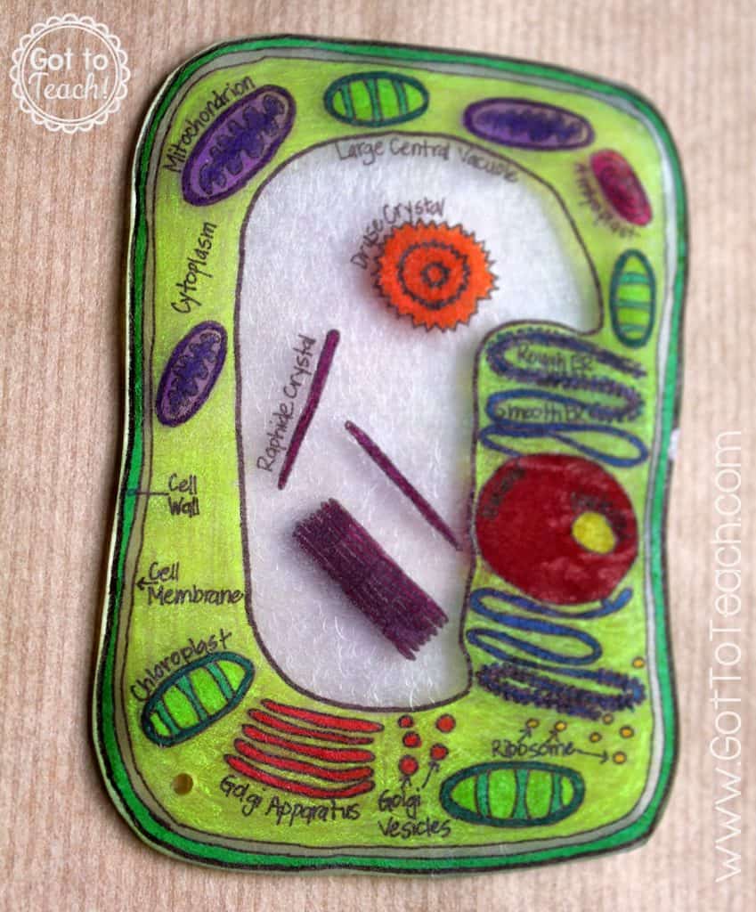 plant cell model for kids to make