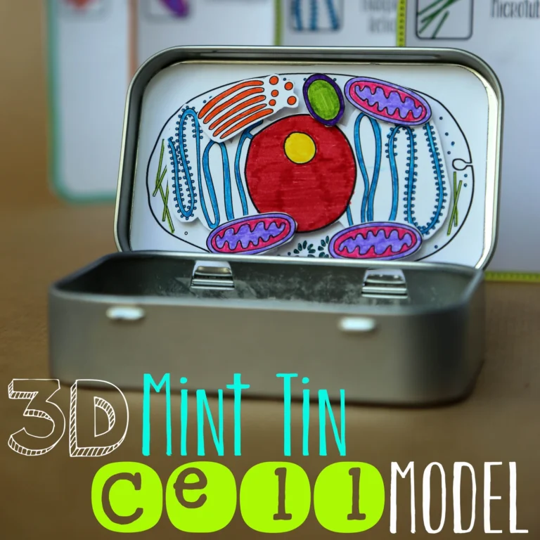 3D Mint Tin Cell Model